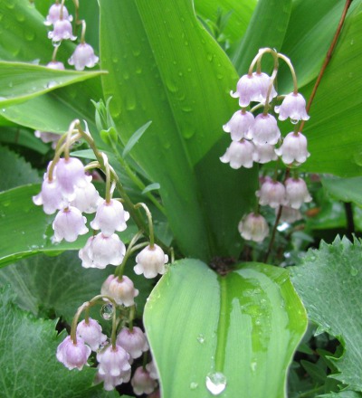 Convallaria majalis var rosea 